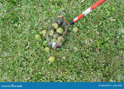 how to pick up walnuts skid steer|walnut tree picking tool.